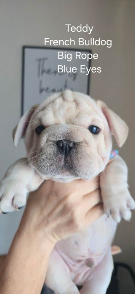 French Bulldog