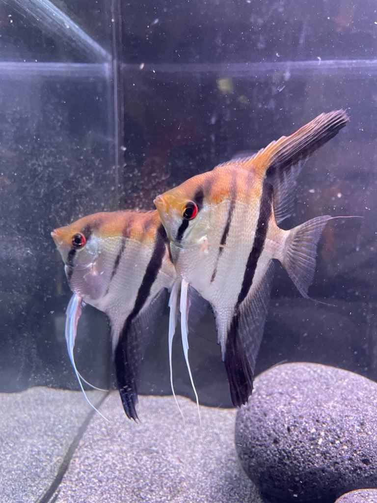 Manacapuru Angelfish Pair Tropical Fish