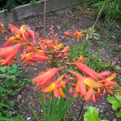 Crocosmia plants.