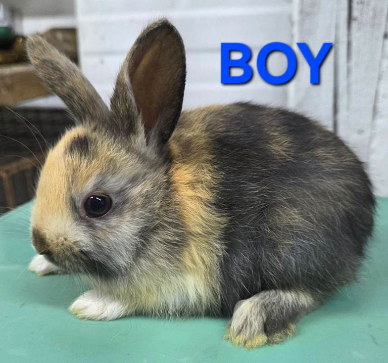 HAND REARED BABY RABBITS!!! VIEW ALL PICTURES!!