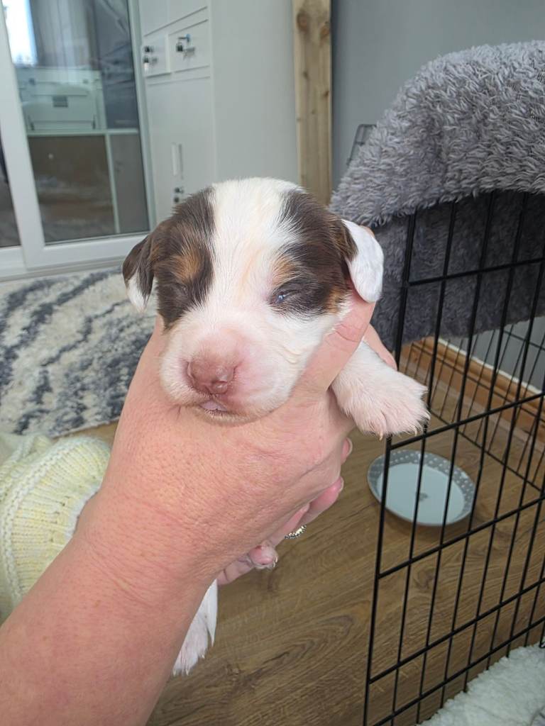 Stunning cocker spaniel puppies...