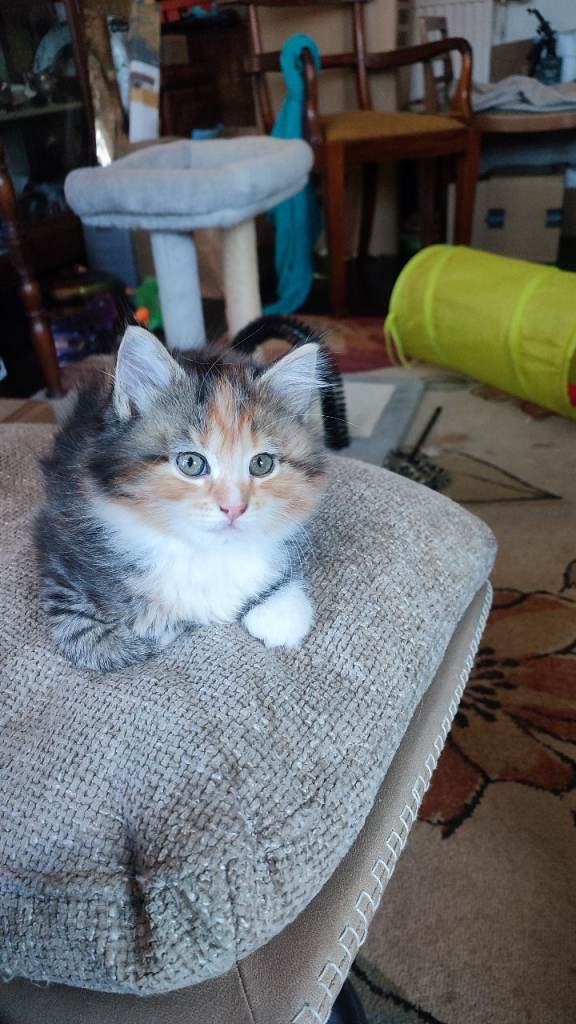 Maine Coon x Kitten for sale