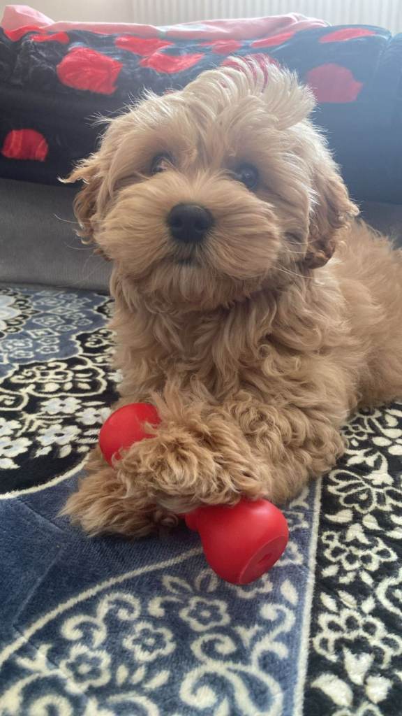 Selling our gorgeous 3 months Maltipoo 