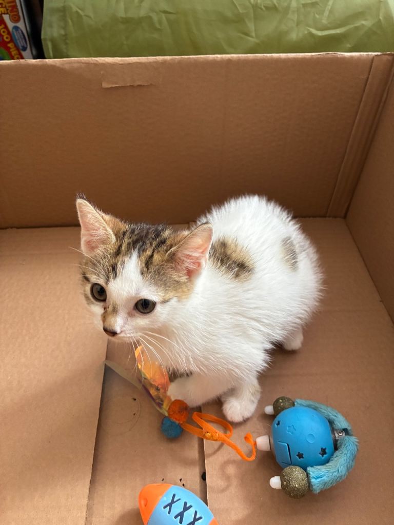 Kitten