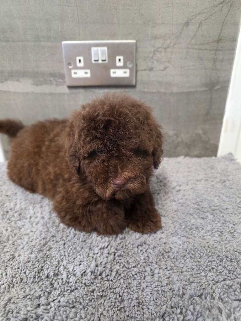 Kc toy poodles