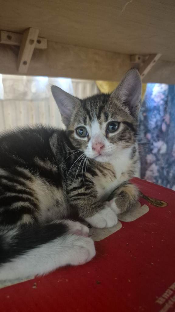 Kittens