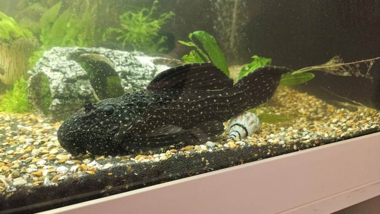 Pokadot cactus pleco (L97)