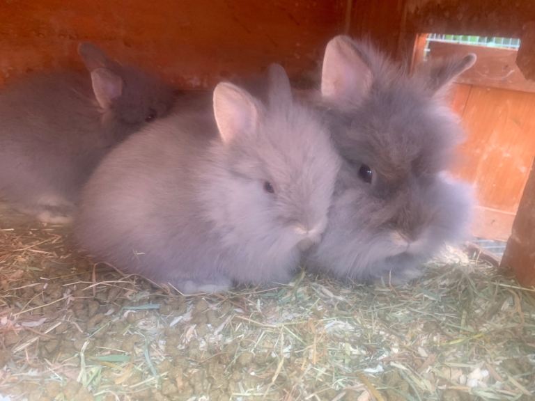 Bunnies rabbits lion head bunnies very fluffy 