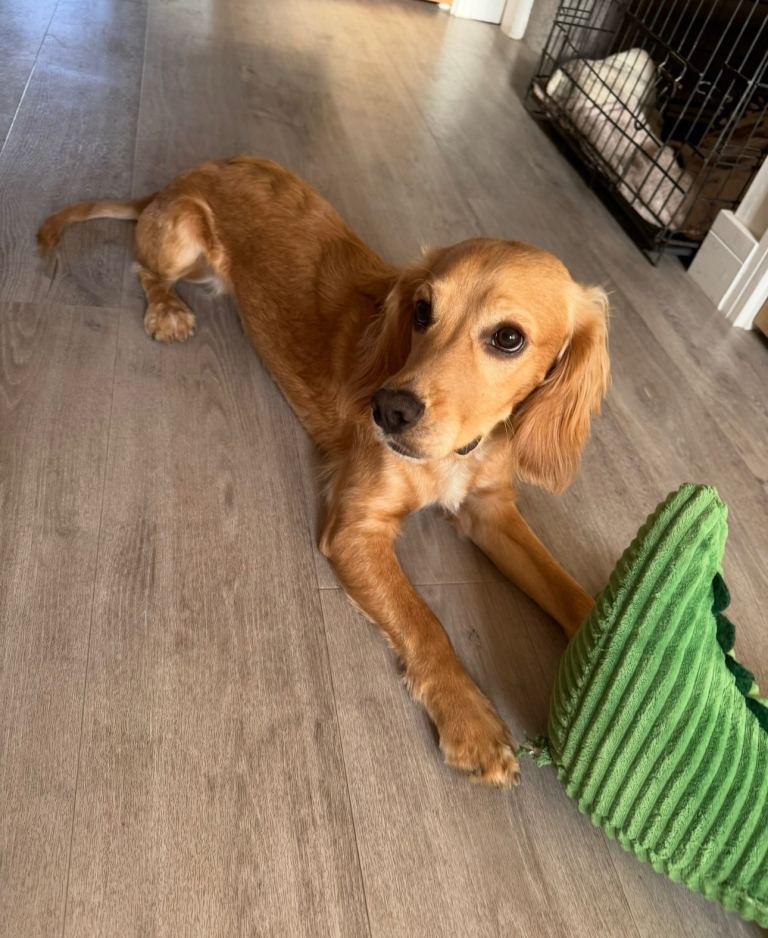 Cocker spaniel 