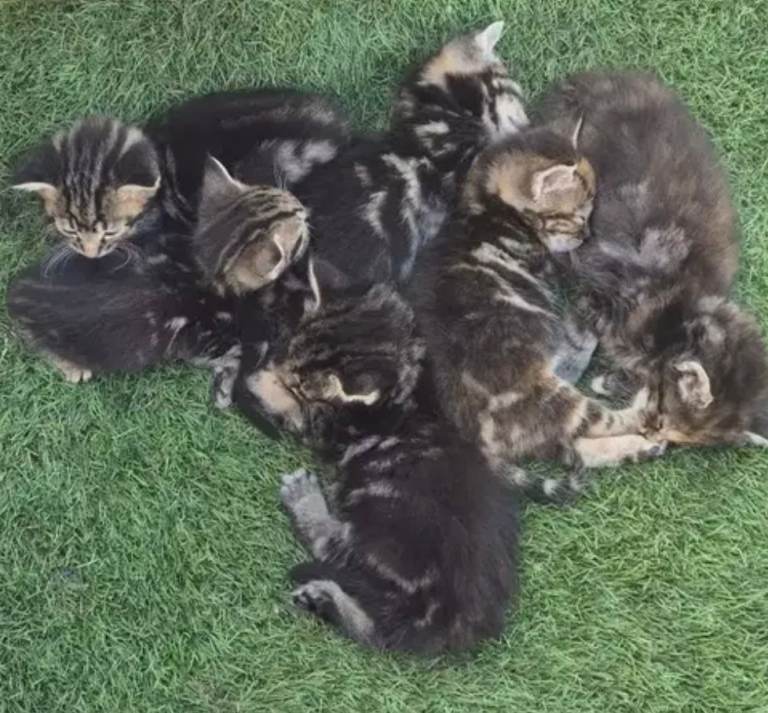 Tabby kittens