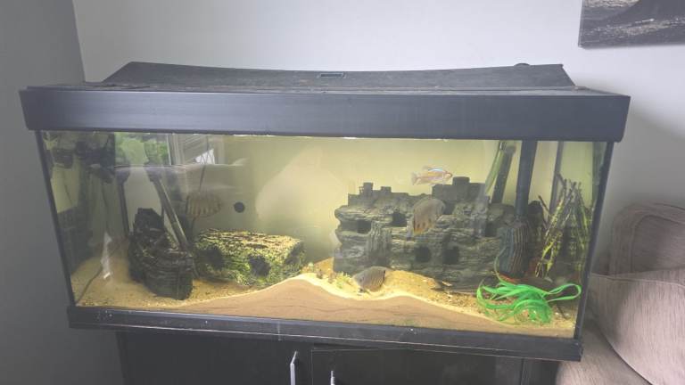 4 x 2 x 2 Aquarium with Cabinet and Filter - Good Condition