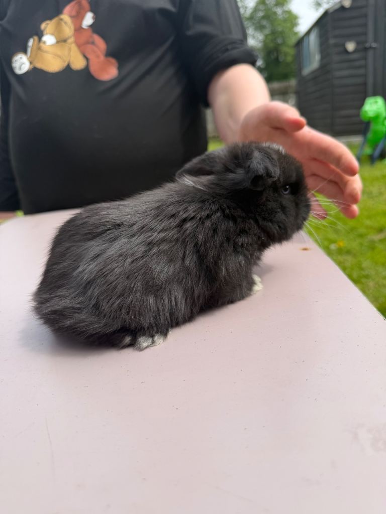 Pure bred Mini Lops