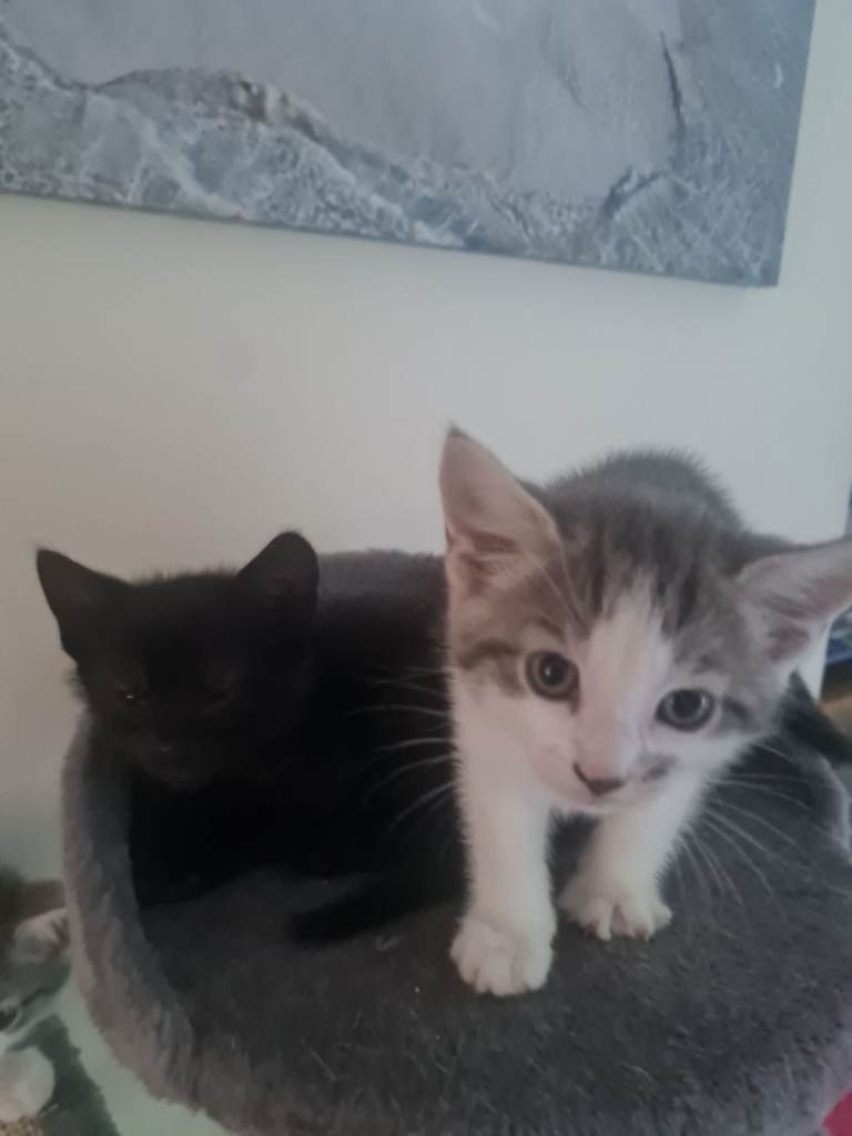 Adorable kittens ready for new homes