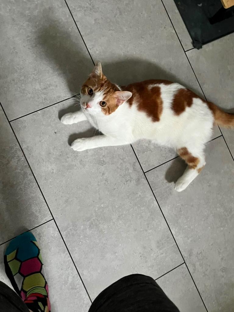 10 month old cat
