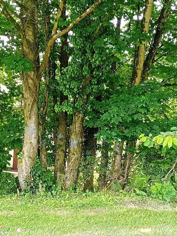 Standing Timber 