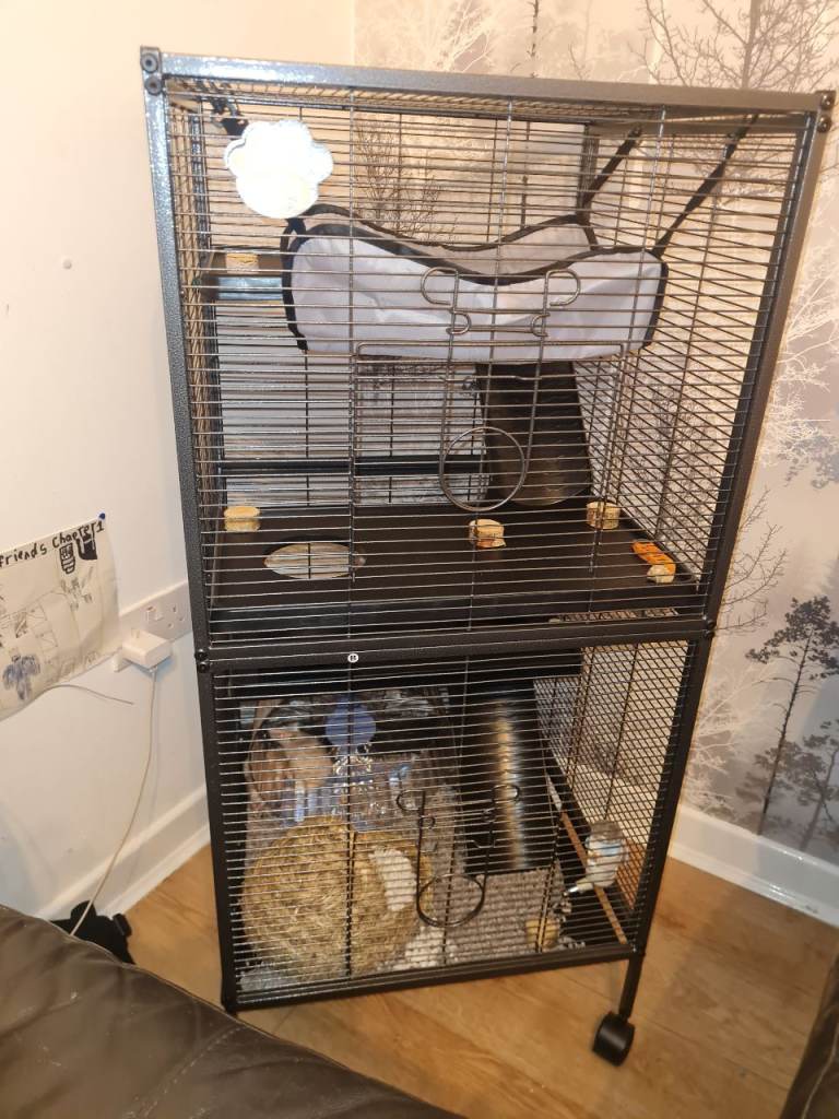 Male rats 
