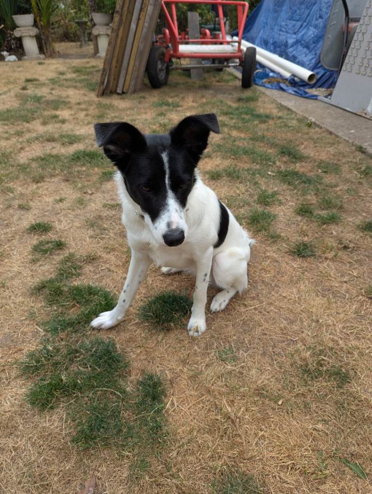 Border collie For sale