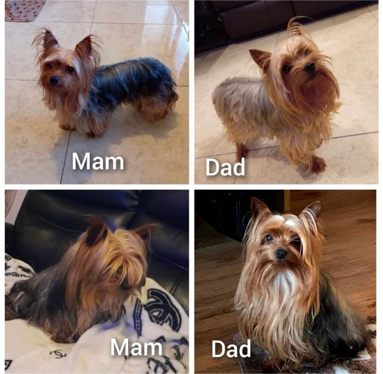 **Deposit taken** Yorkshire terrier puppy
