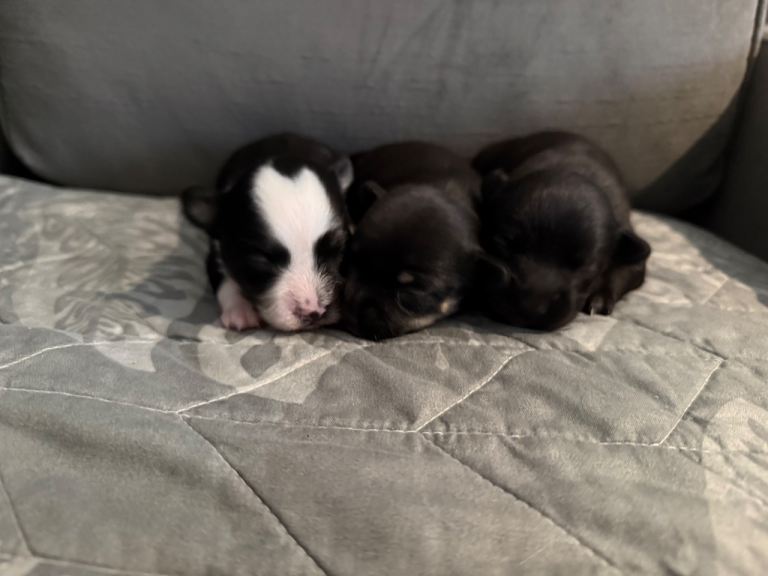 Chihuahua puppies 2 girls 1 boy