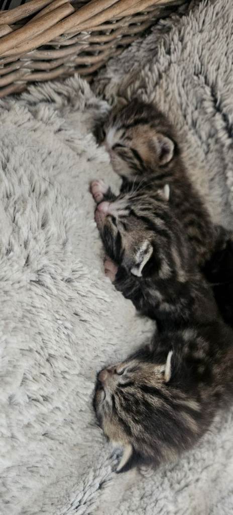 2 week old kittens (not ready to leave mum yet)