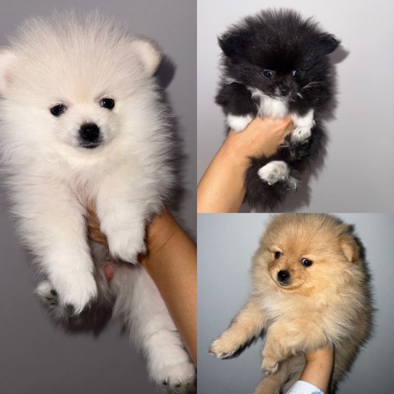 Pomeranian puppy