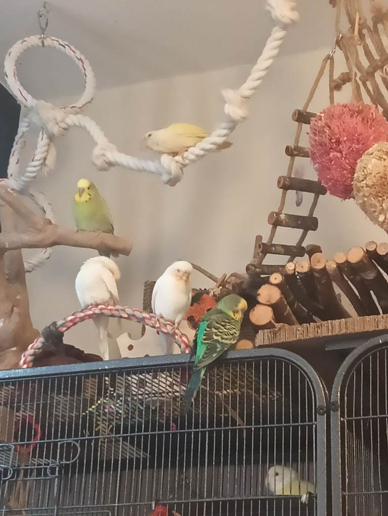 cage only. bird small pet 