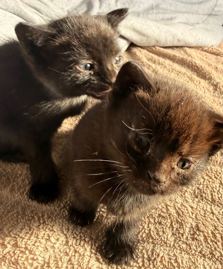 Playful Kitten For Sale‼️