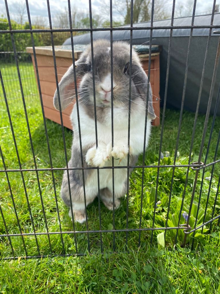 Lovely Mini lop 4 year old girl 