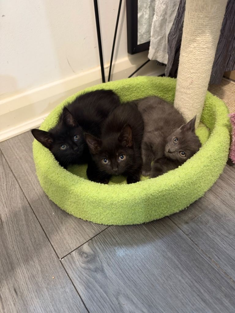 Ragdoll x British shorthair kittens 