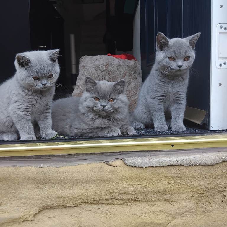 British shorthair blue 