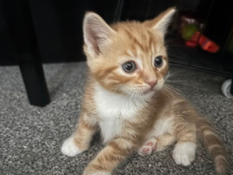 kittens 6 weeks old 