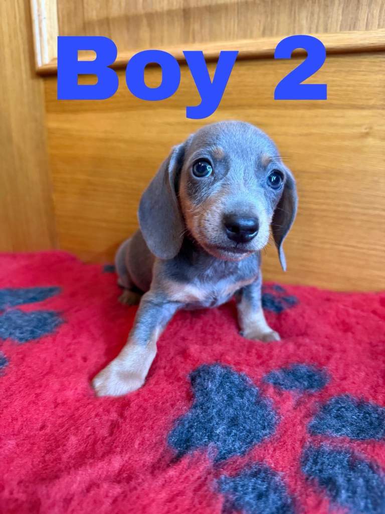 Lovely Purebred Miniature Dachshund Puppies 
