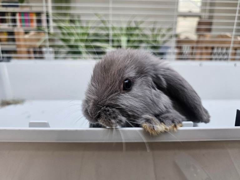 Mini lop baby girl rabbits