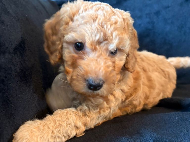 Adorable Cockapoo Puppies