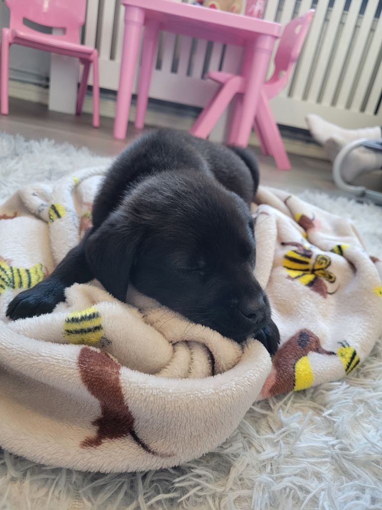 Labrador x Old English Mastiff Puppy 