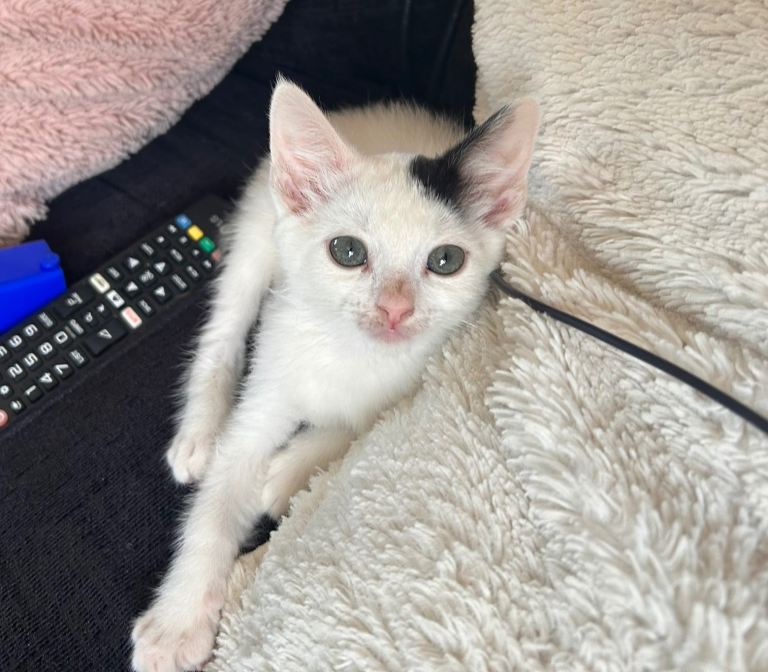 Last Hand Reared Kitten For Sale!