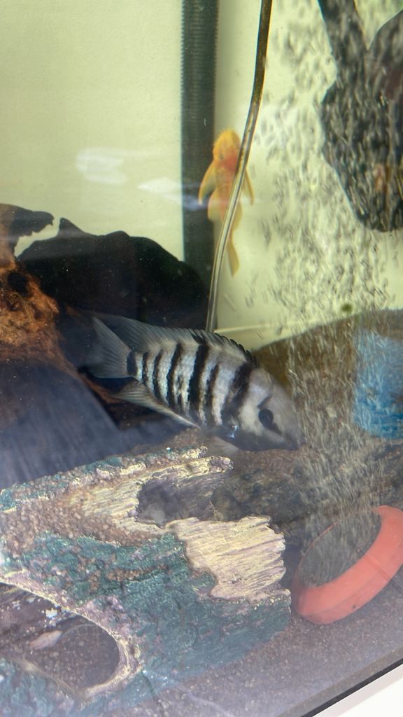 Cichlid fishes 