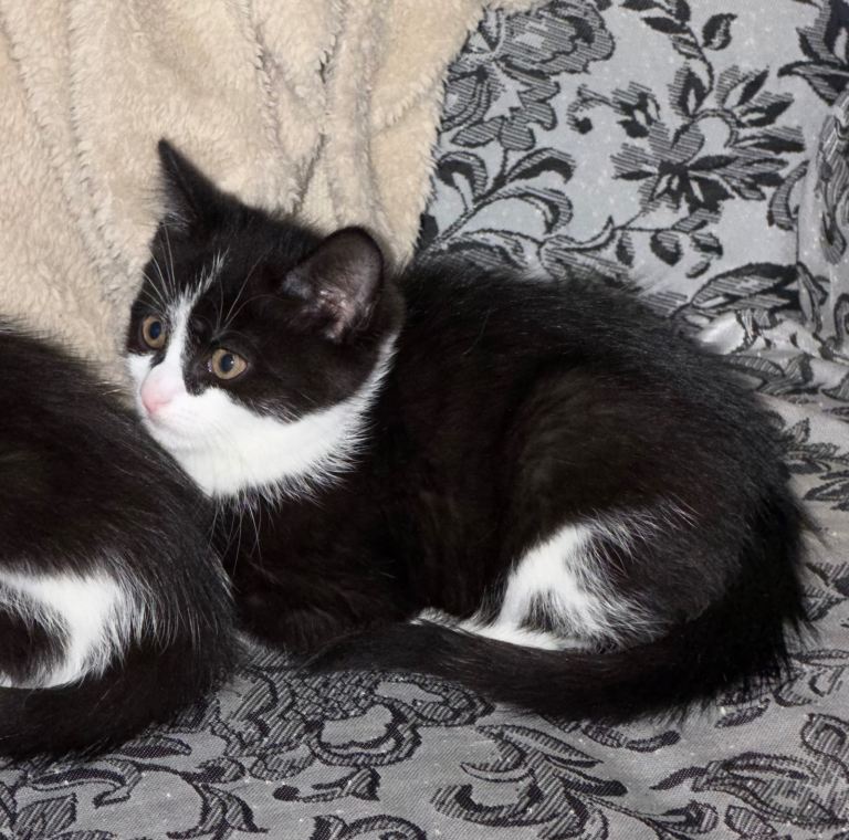 Black & white kittens ready to be rehomed 