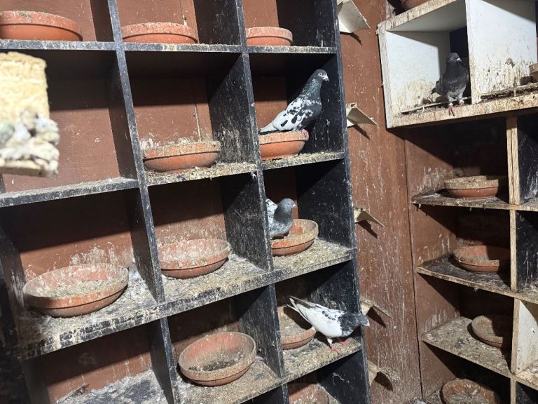 Pakistani high flyers for sale 