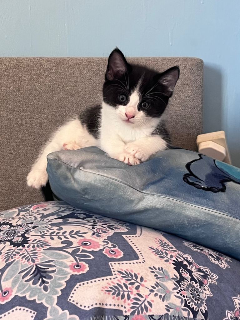Mixed litter kittens