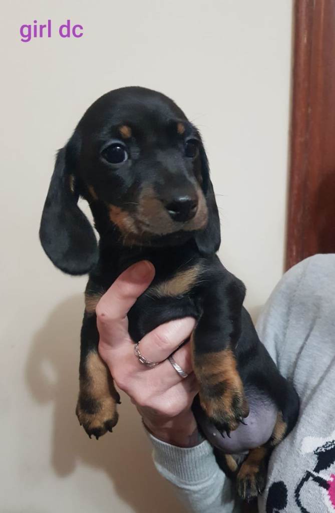 KC Miniature Dachshund puppies
