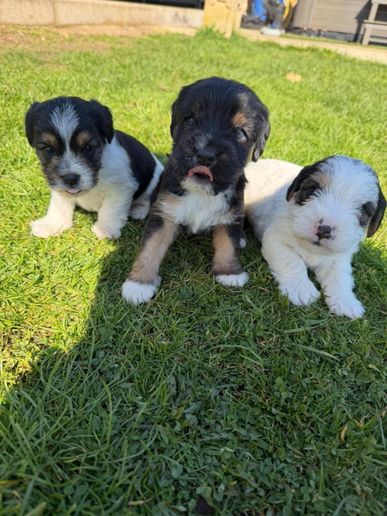 Cavalier King Charles puppies x jk