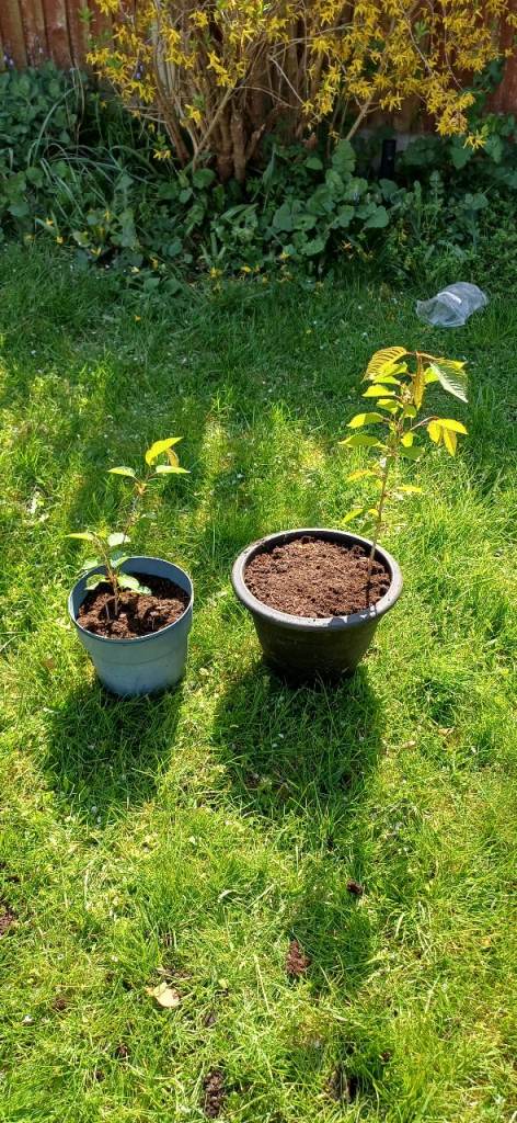 Cherry 🍒 tree potted June 2025 £10 EACH 