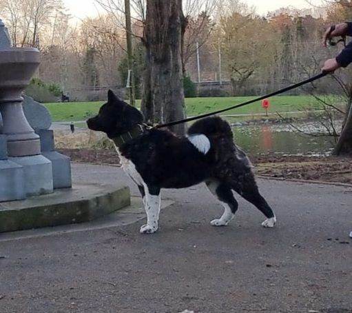 KC Reg Champion American Akita Puppies 