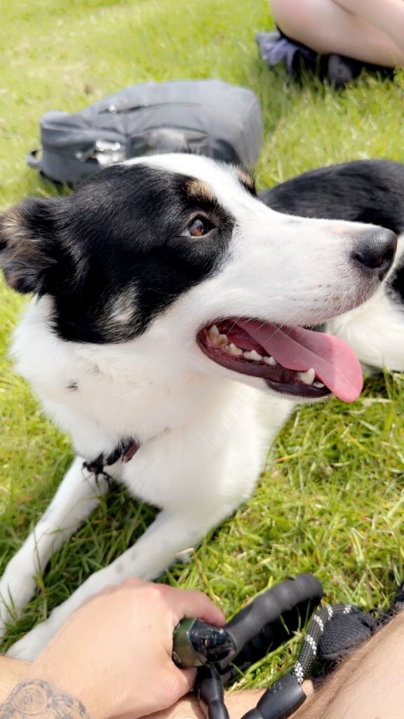 Border Collie 