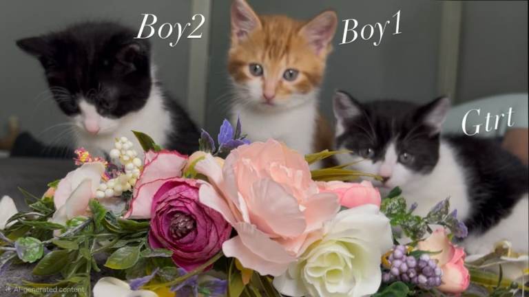 Kittens for Sale 🐾