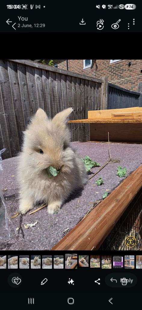 Doublemaned lionheads reasy to go