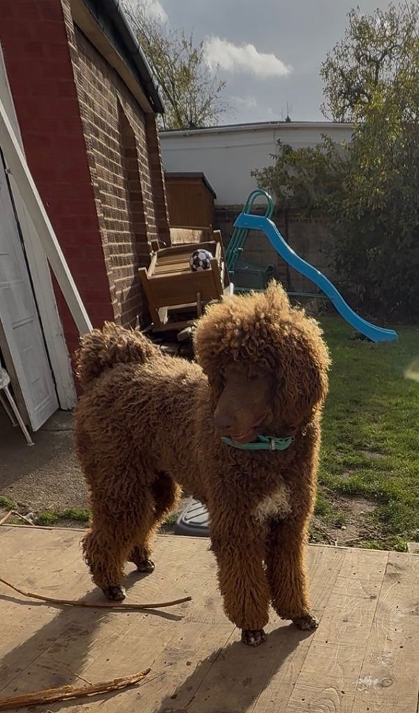 Bernedoodle puppies 
