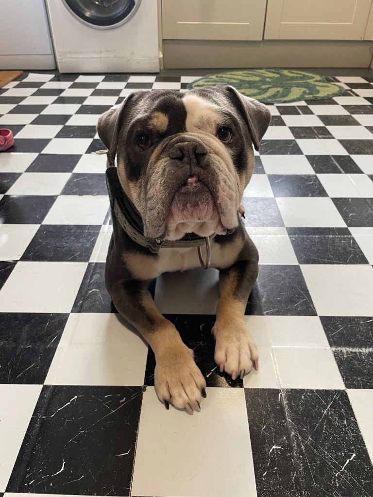 Draco - Olde English bulldog 