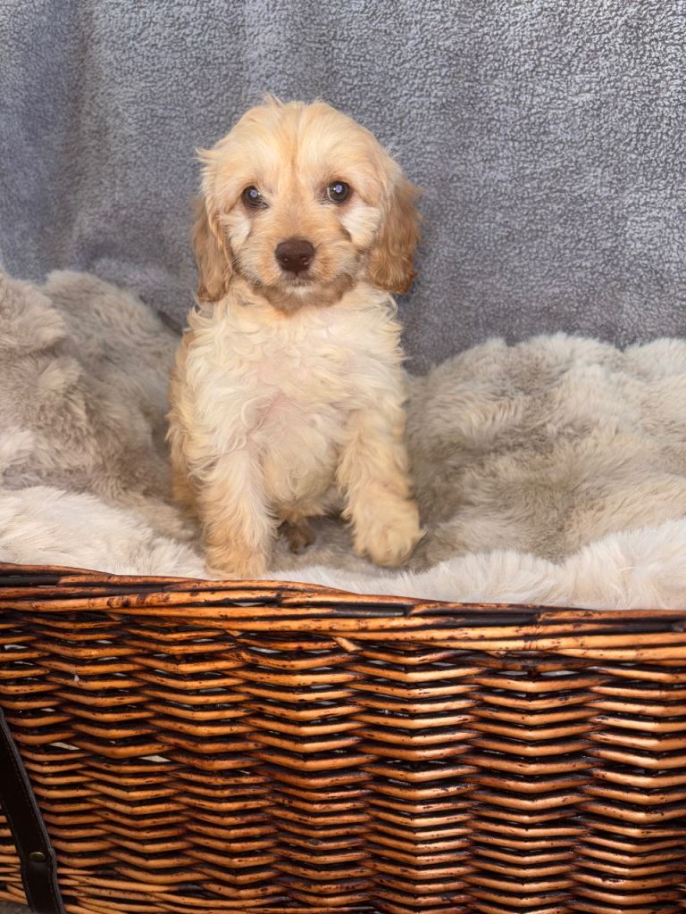 BEAUTIFUL F1 CAVAPOO PUPPIES